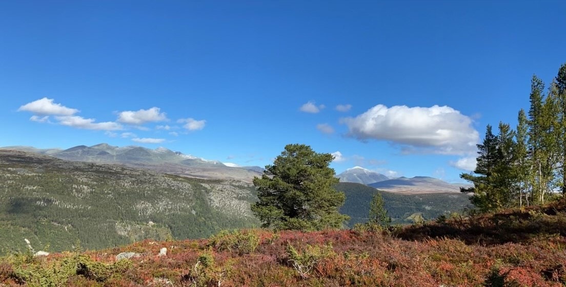 Områdebilde Galleribilde