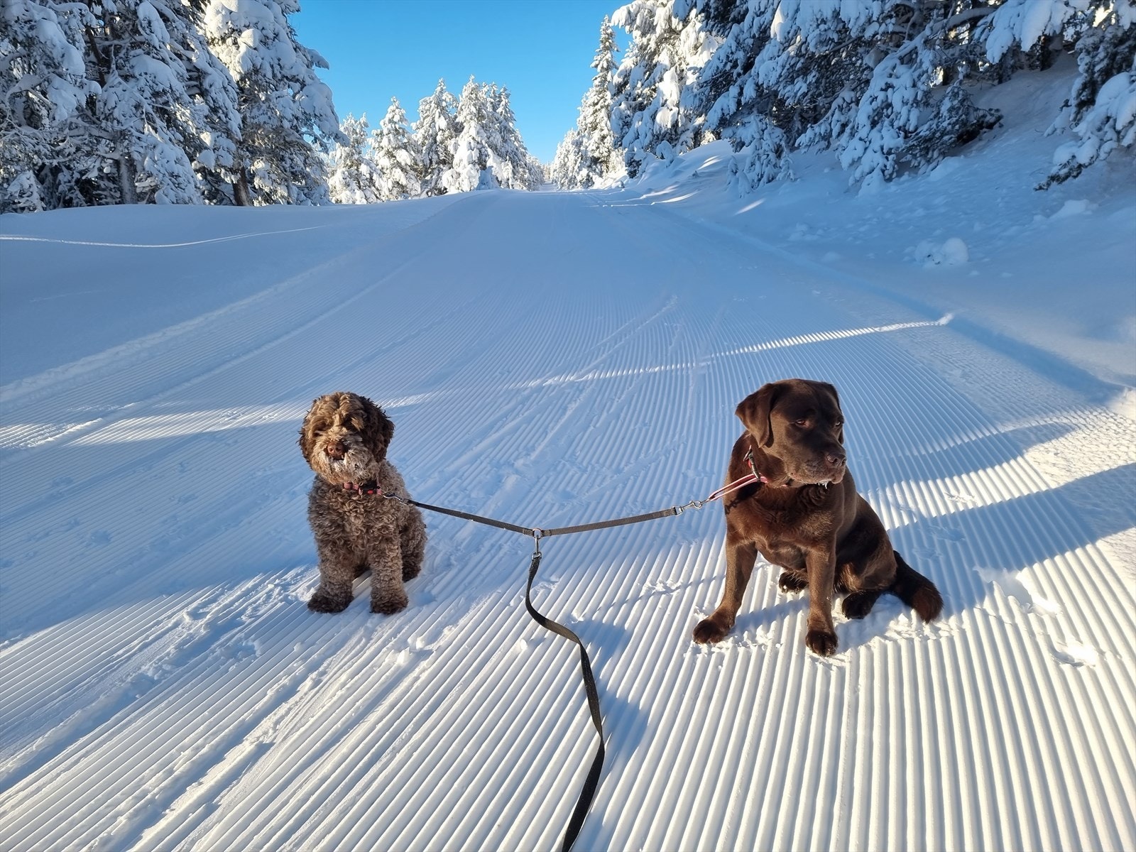 Både to og firbeinte setter pris på turmulighetene. Galleribilde