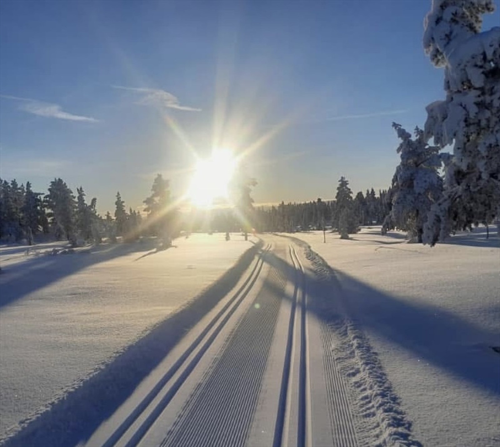 Selgers egne bilder Galleribilde