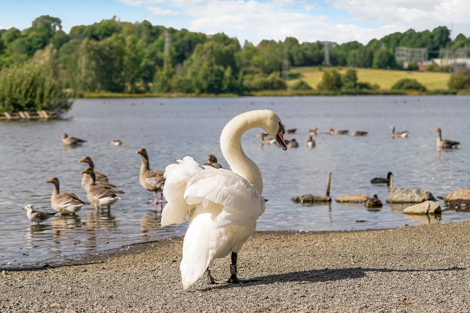 Flere lysløyper, grøntarealer og ikke minst Østensjøvannet i nærområdet Galleribilde