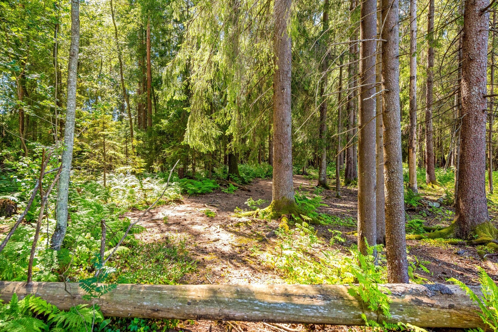 Det er kort vei til flotte turmuligheter sommer som vinter. Galleribilde