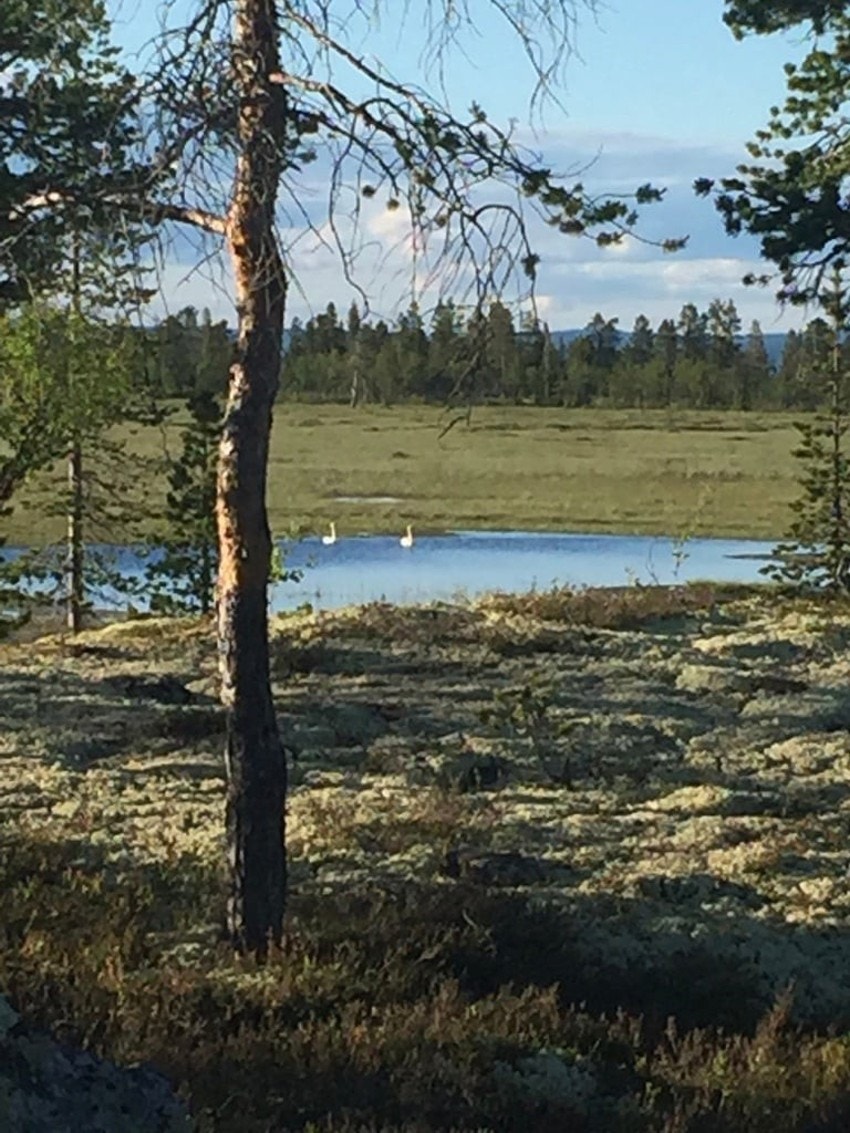 Blakersmoen 60 svaner på myra Galleribilde