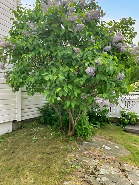 Bilde fra selger på sommerstid Galleribilde