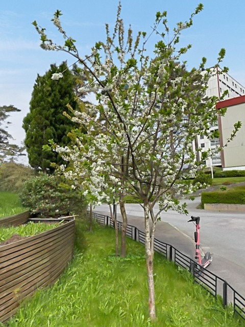 Bilde fra selger på sommerstid Galleribilde