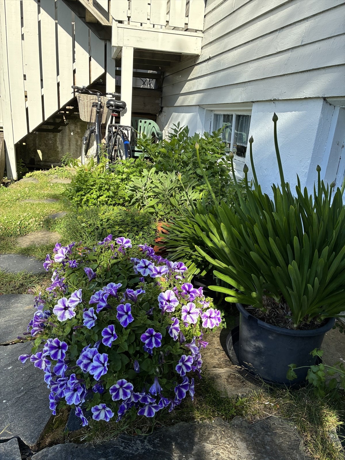 Blomstene trives i solveggen Galleribilde