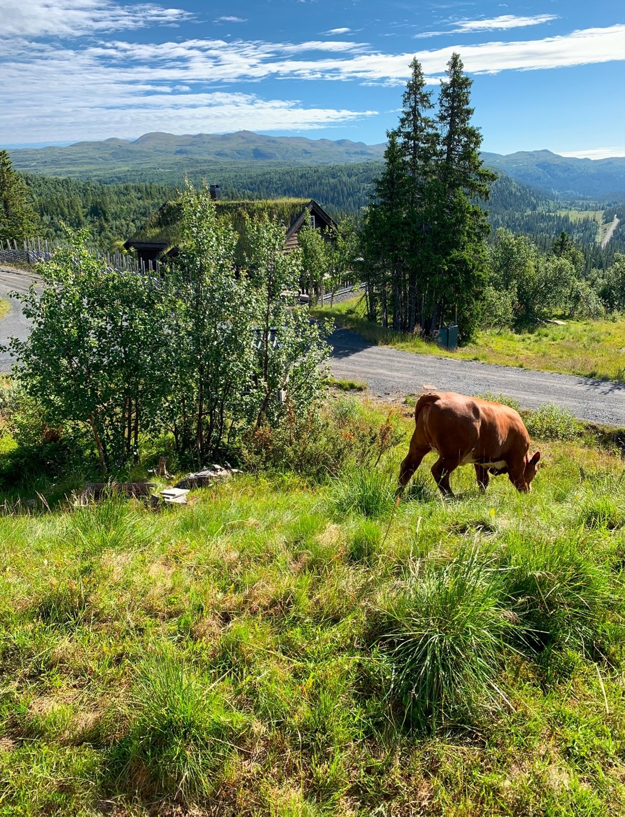Sommeridyll! (Selgers egne bilder) Galleribilde