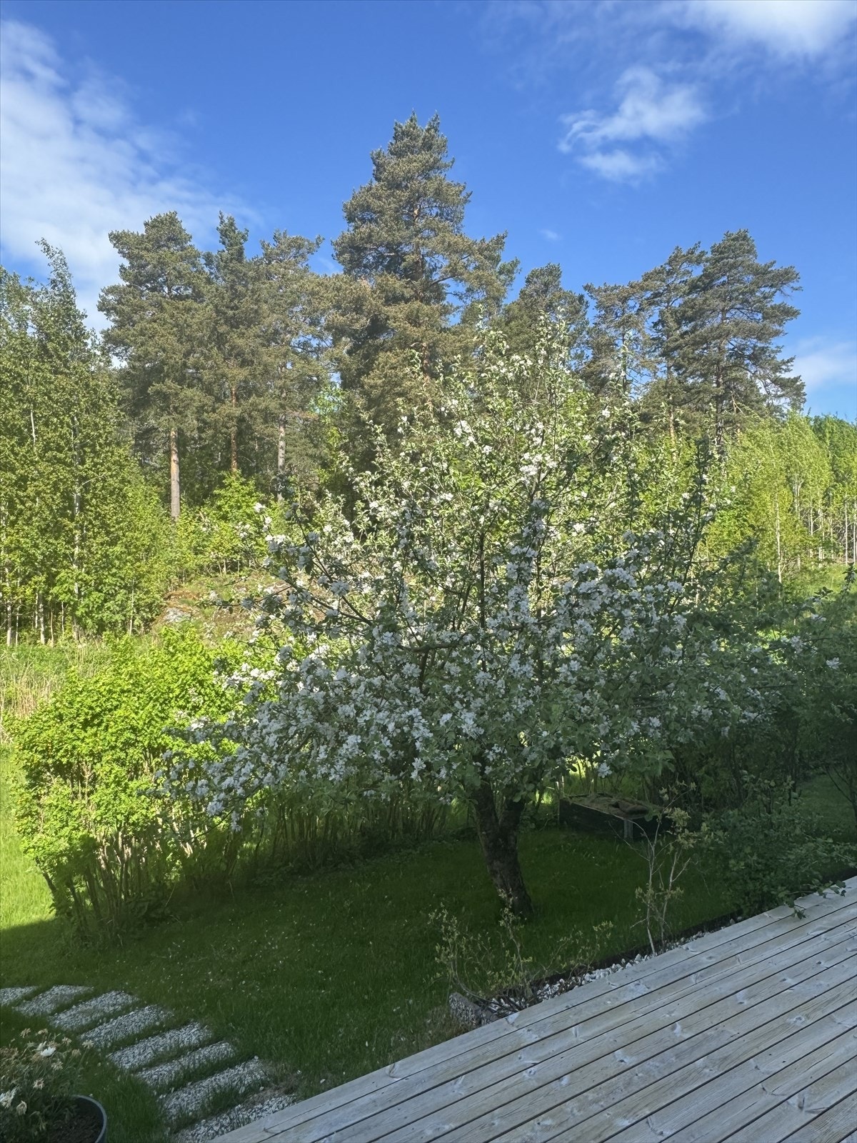 Usjenert uteplass med flott epletre. Privat foto. Galleribilde