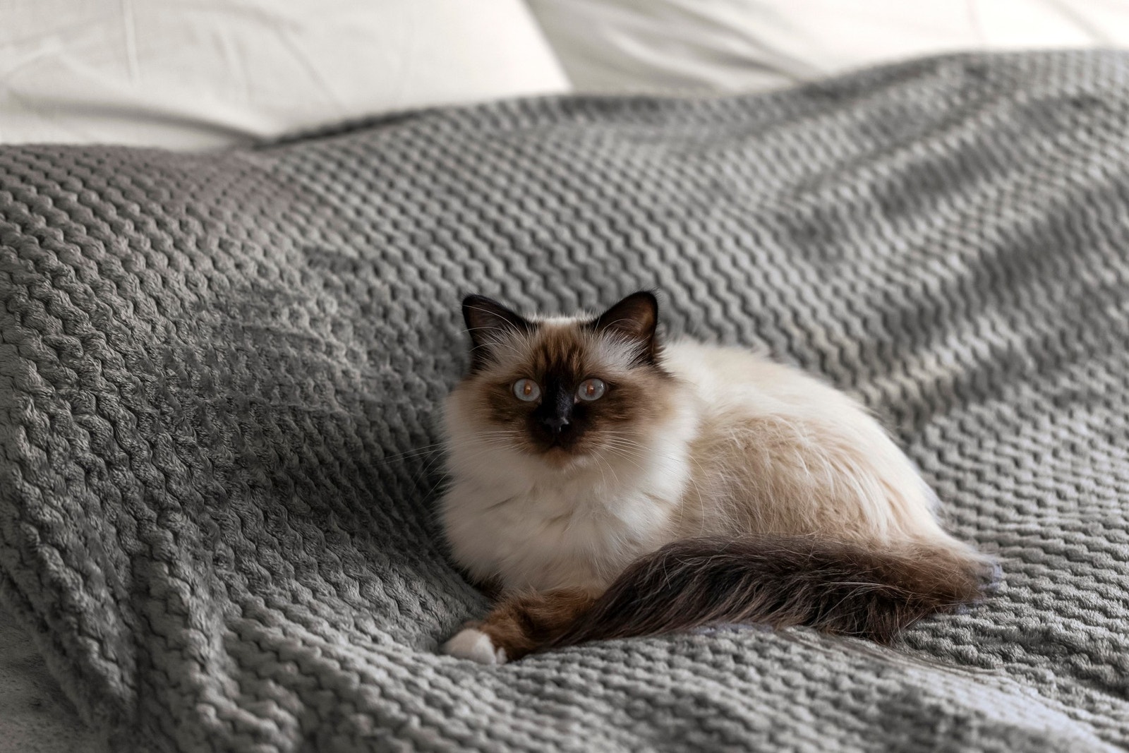 Jeg medfølger dessverre ikke boligen. Galleribilde