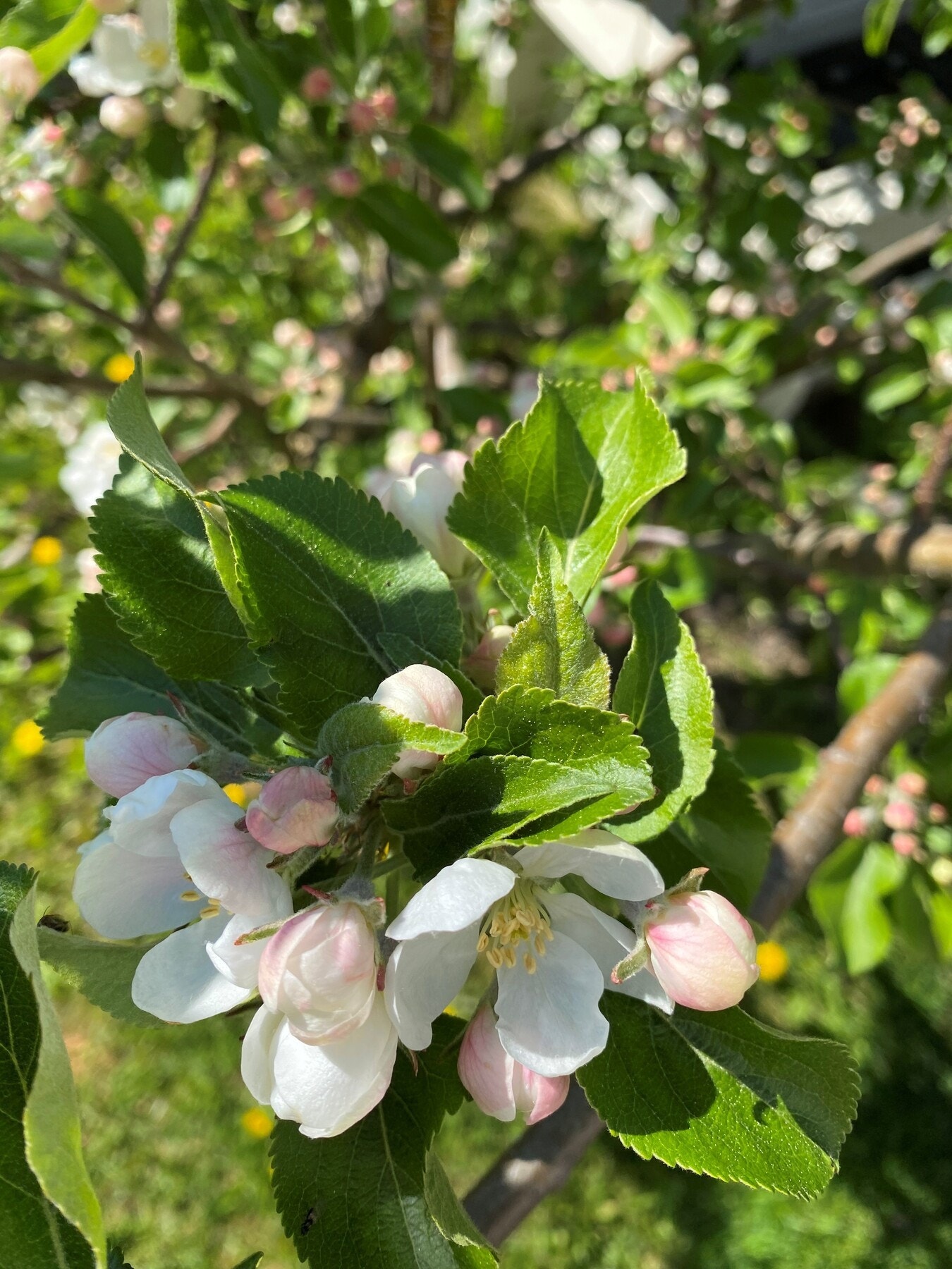 Selgers bilde. Galleribilde