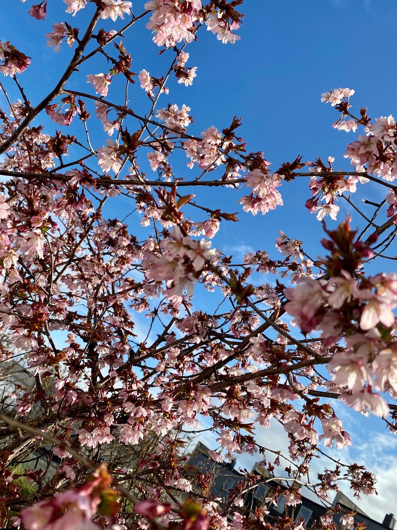 Selgers bilde. Galleribilde