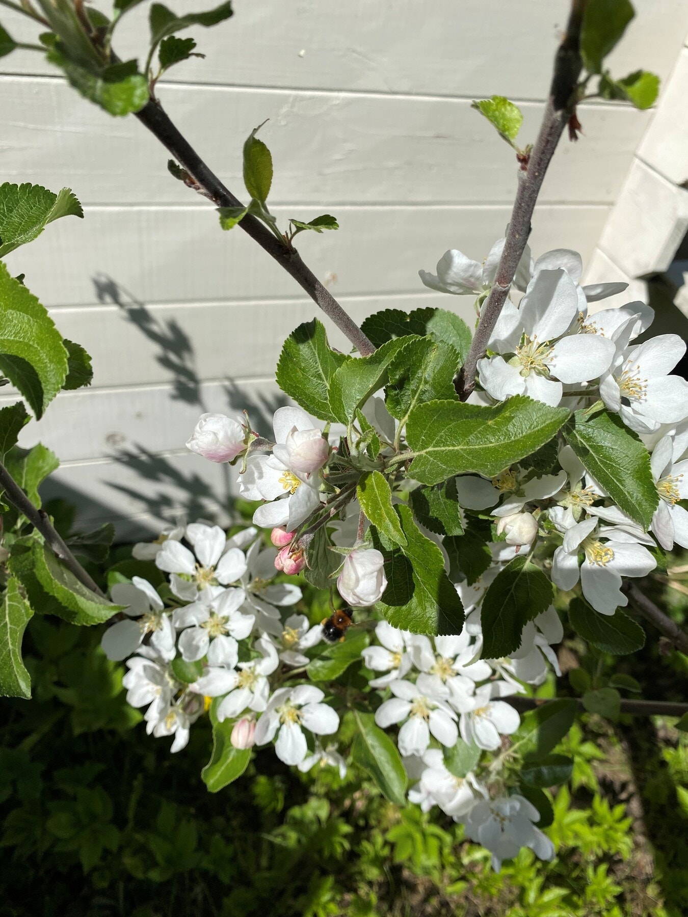 Selgers bilde. Galleribilde