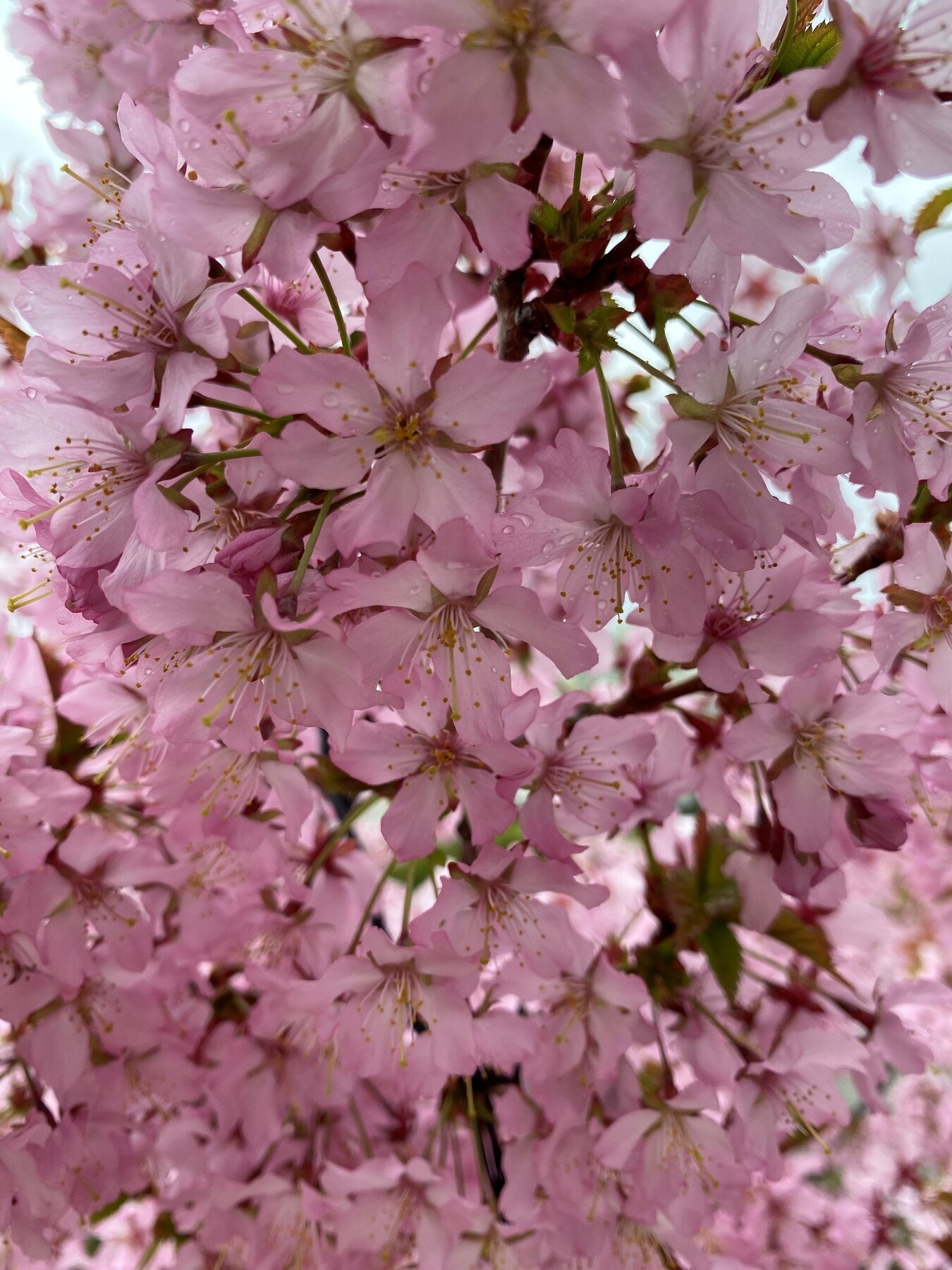 Selgers bilde. Galleribilde