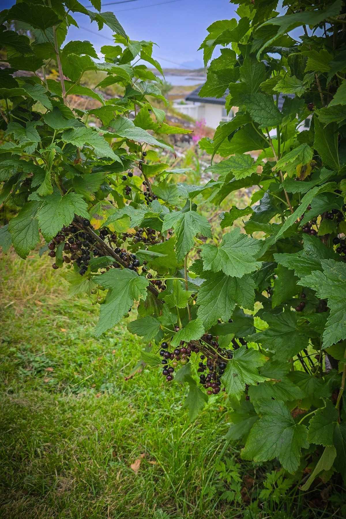 Det er mange bærbusker på tomten Galleribilde