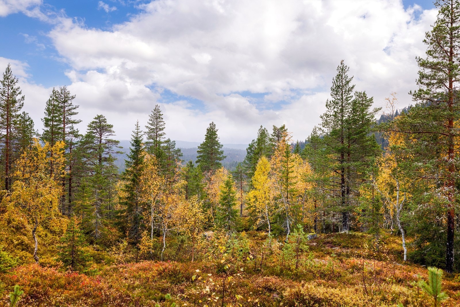 Utsikt fra terrassen Galleribilde