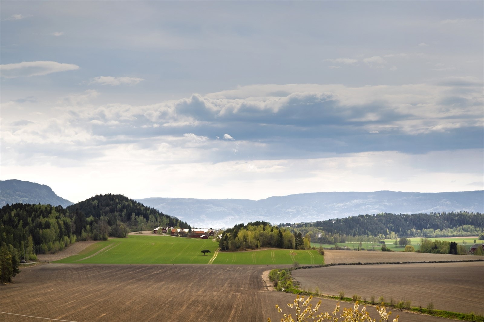 Se på den flotte furua midt på bildet! Kort avstand til både Sandvika/Oslo og Hønefoss. Til Steinsletta til høyre i bildet Galleribilde