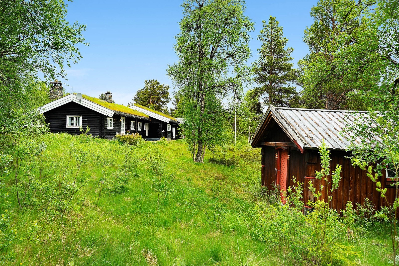 Stor og frodig tomt. Galleribilde
