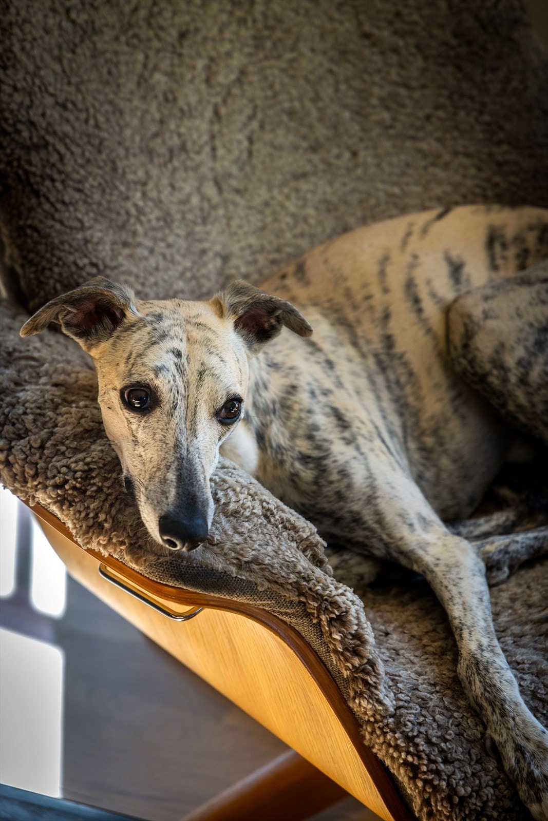 Dyrehold
tillatt. Galleribilde