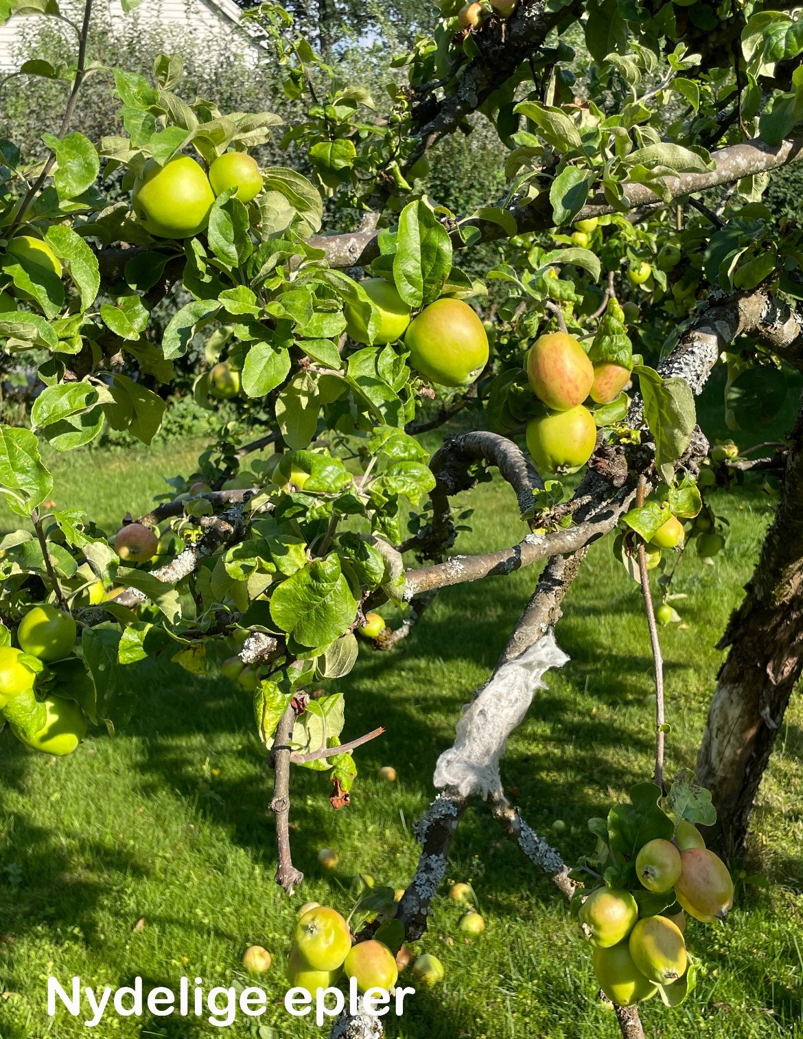 Selgers eget bilde Galleribilde