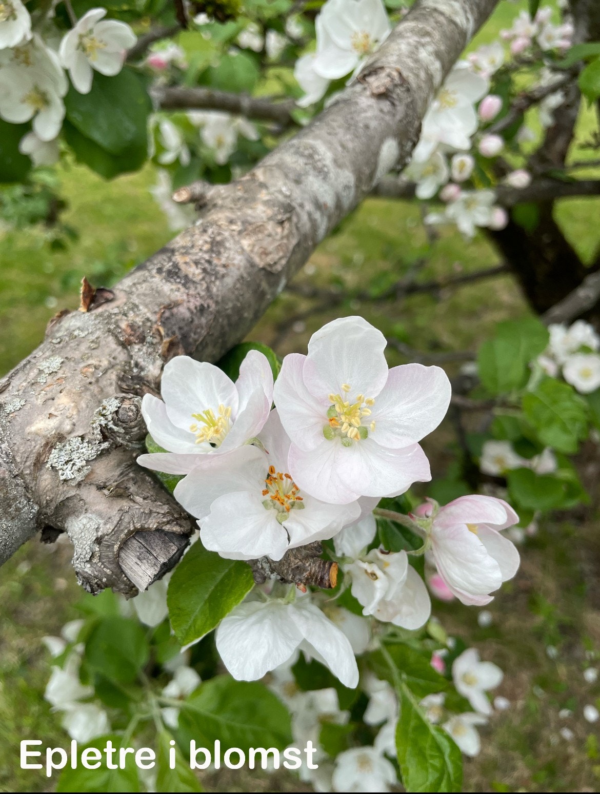 Selgers eget bilde Galleribilde