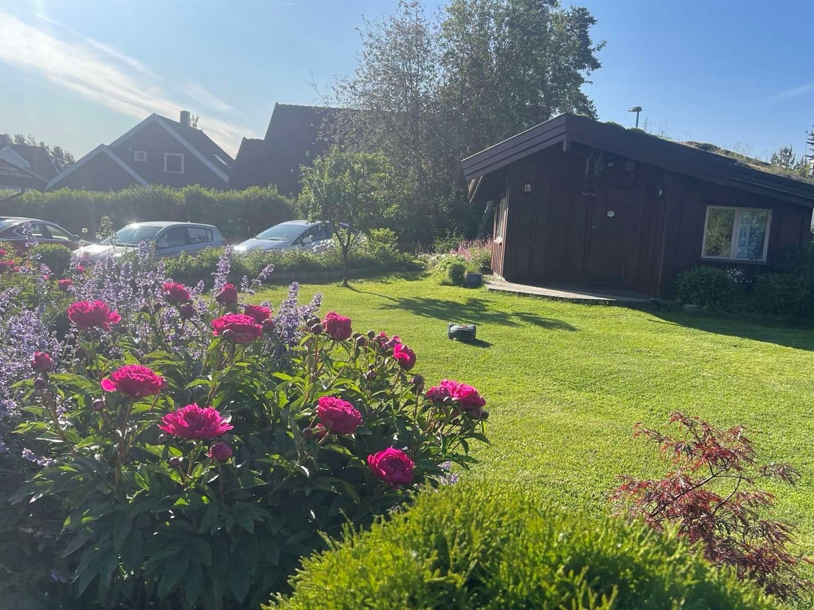 Selger sine private bilder av hagen - Her blir det grønt og frodig på sommerstid. Hagen fremstår som en liten oase. Galleribilde