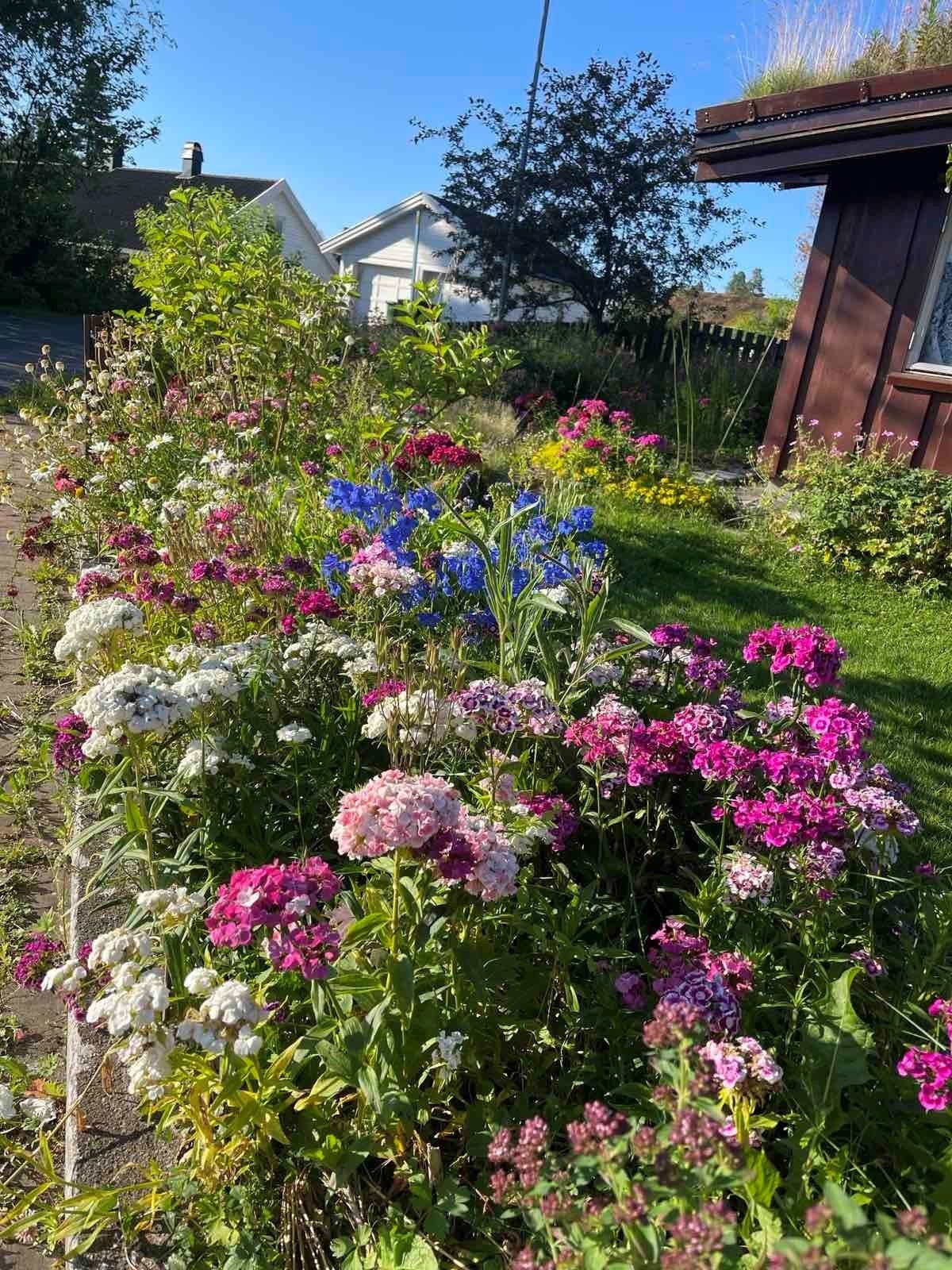 Selger sine private bilder av hagen - Her blir det grønt og frodig på sommerstid. Hagen fremstår som en liten oase. Galleribilde