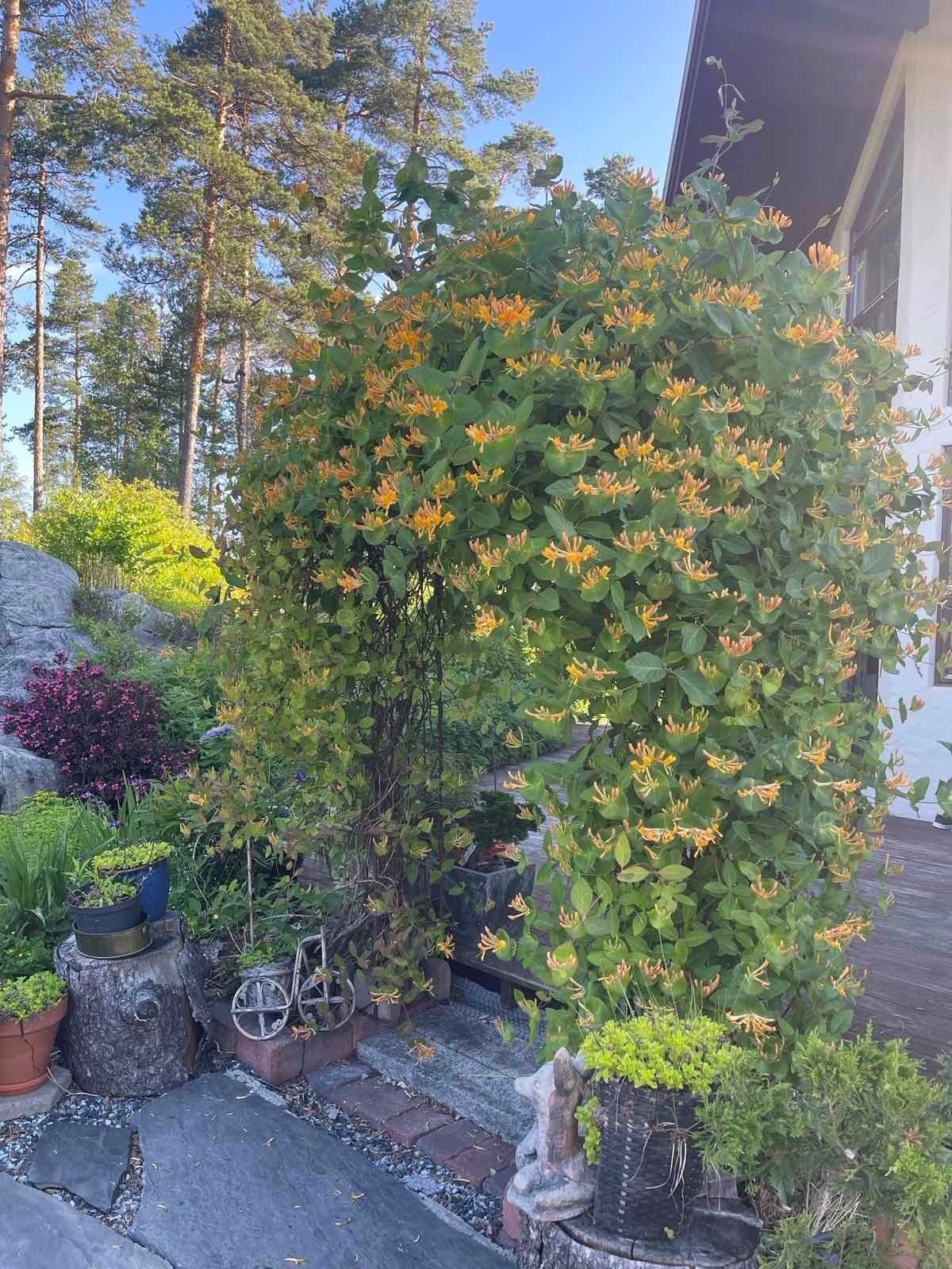 Selger sine private bilder av hagen - Her blir det grønt og frodig på sommerstid. Hagen fremstår som en liten oase. Galleribilde