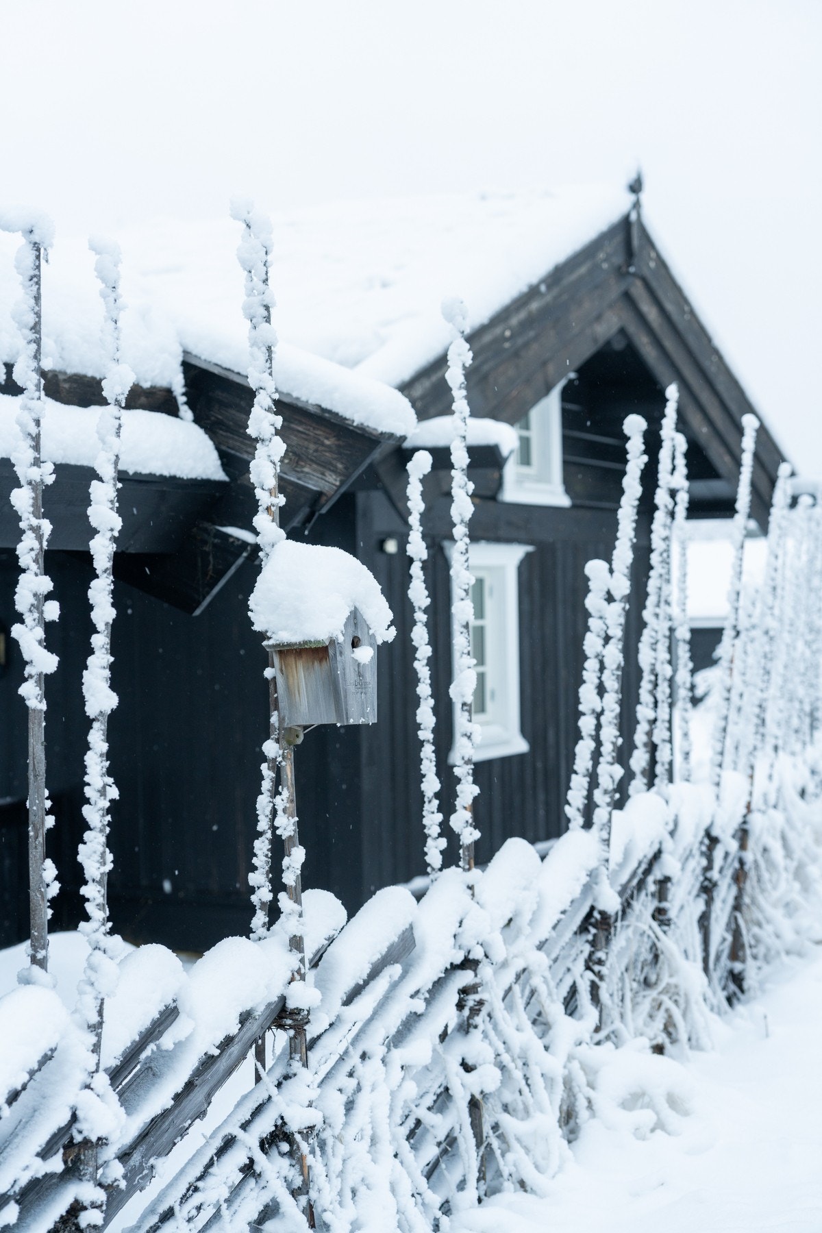 Der småfuglene trives. Galleribilde