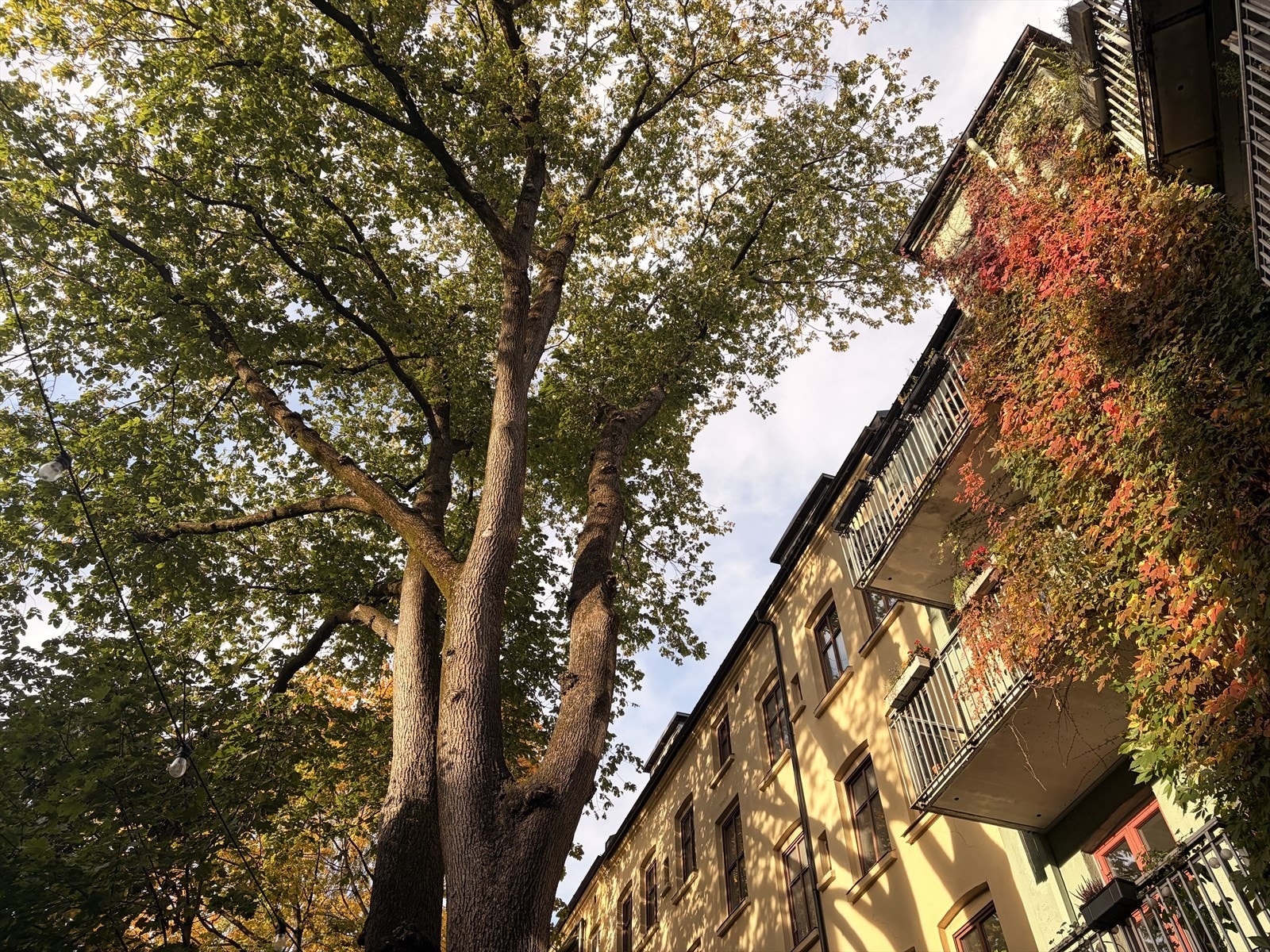 Selgers private bilde. Galleribilde