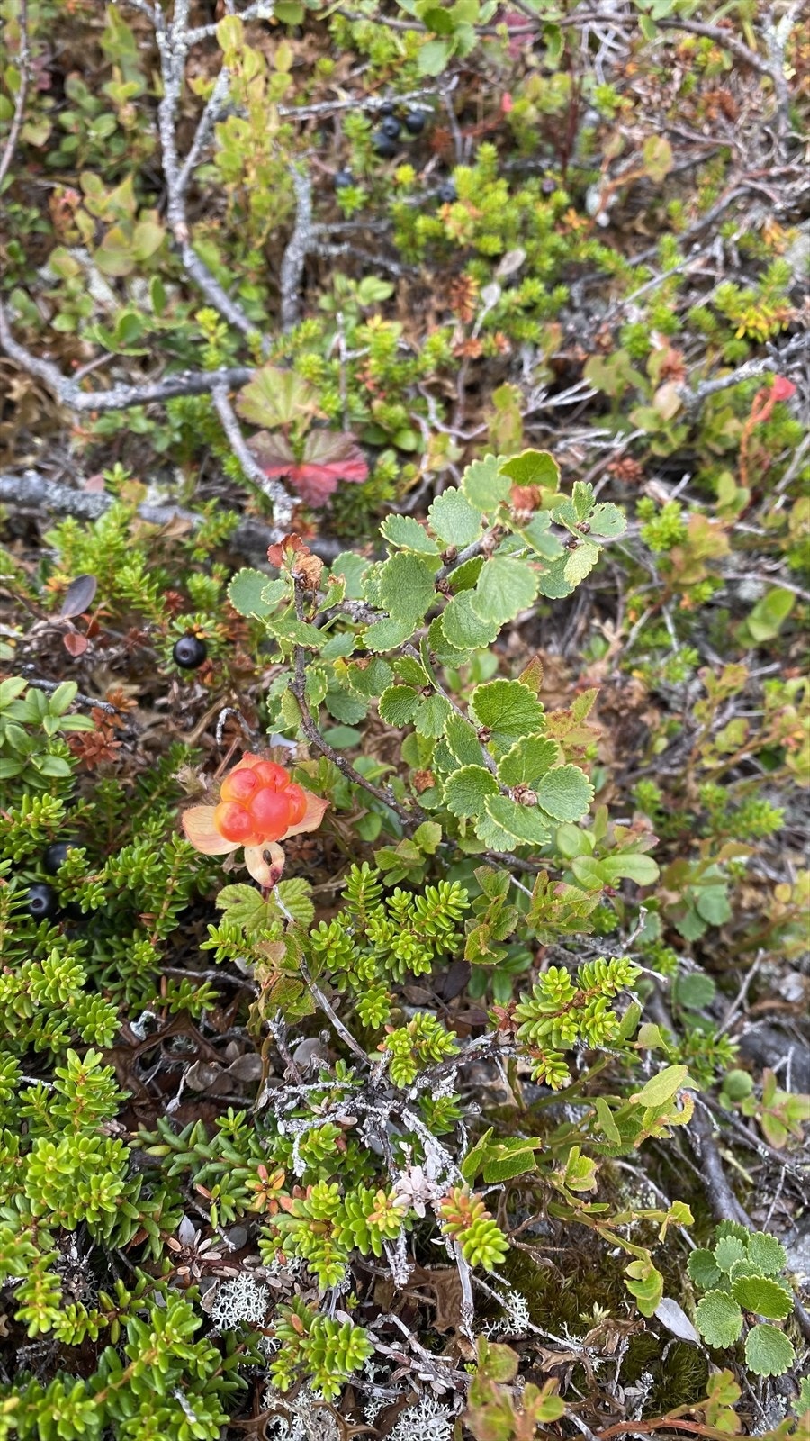 Er du ute i riktig tid så er flere av myrene rundt Rognåsen dekket av skogens gull - Multer blir kalt skogens gull og regnes som kongen av alle bær, med den unike smaken av både sødme og syrlighet. Galleribilde