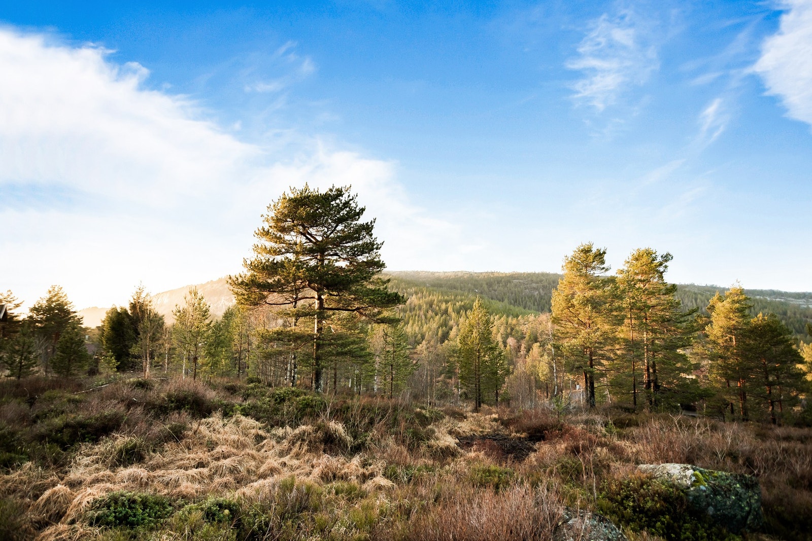 Muligheter til å se dyrelivet fra hytta. Galleribilde