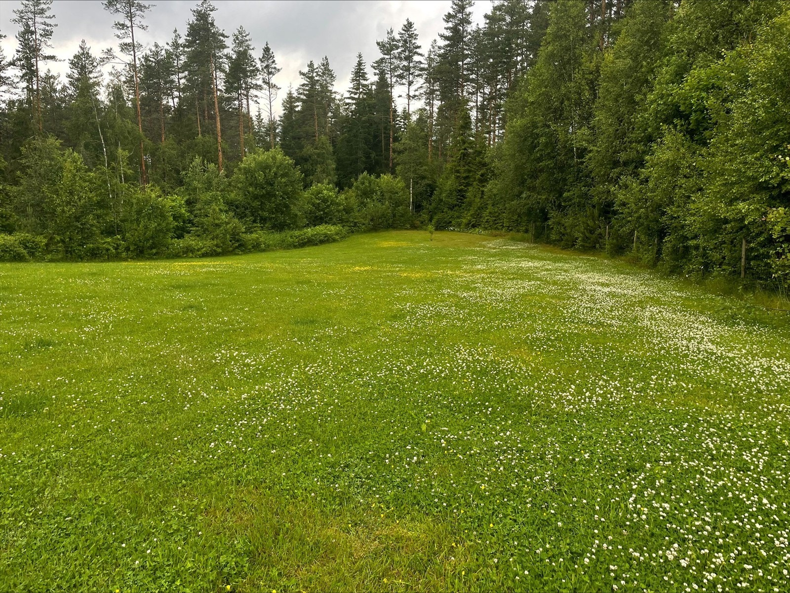 Selgers egne sommerbilder. Galleribilde