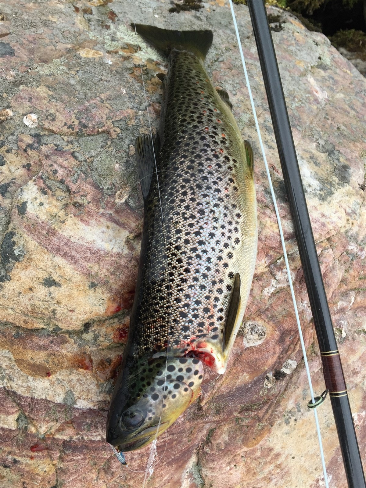 Gode fiskemuligheter i lågen og forskjellige fjellvann i området rundt Galleribilde