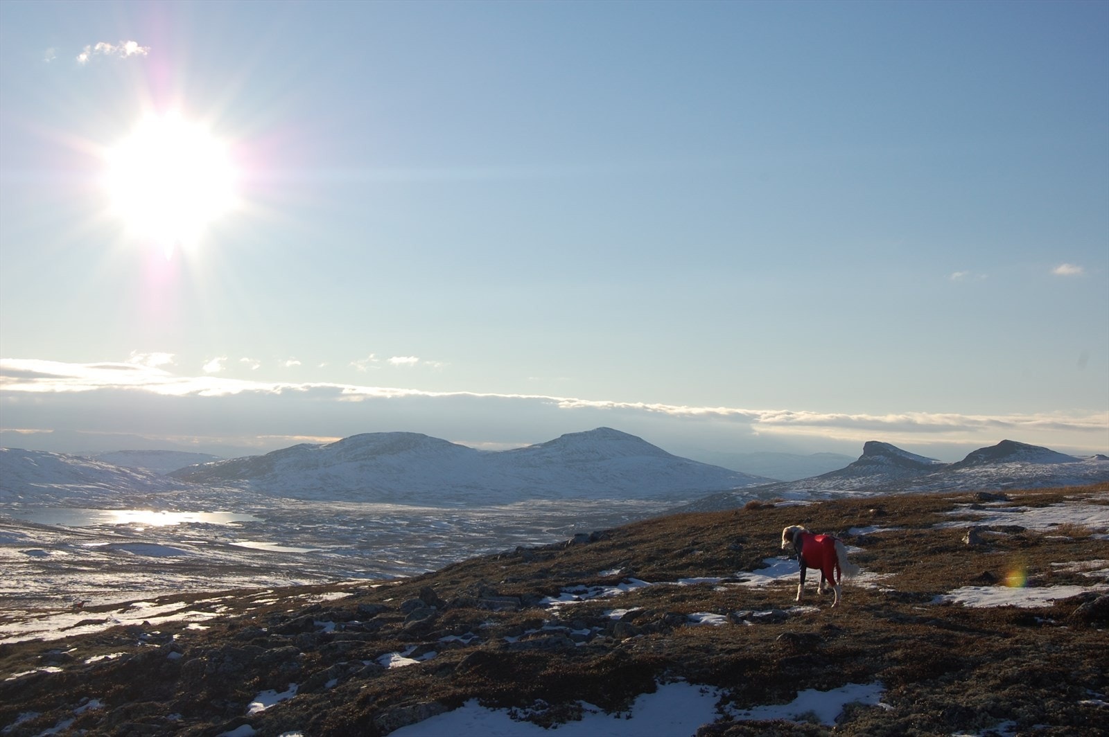 Selgers egne bilder fra Rypejakt på Venabygdsfjellet Galleribilde