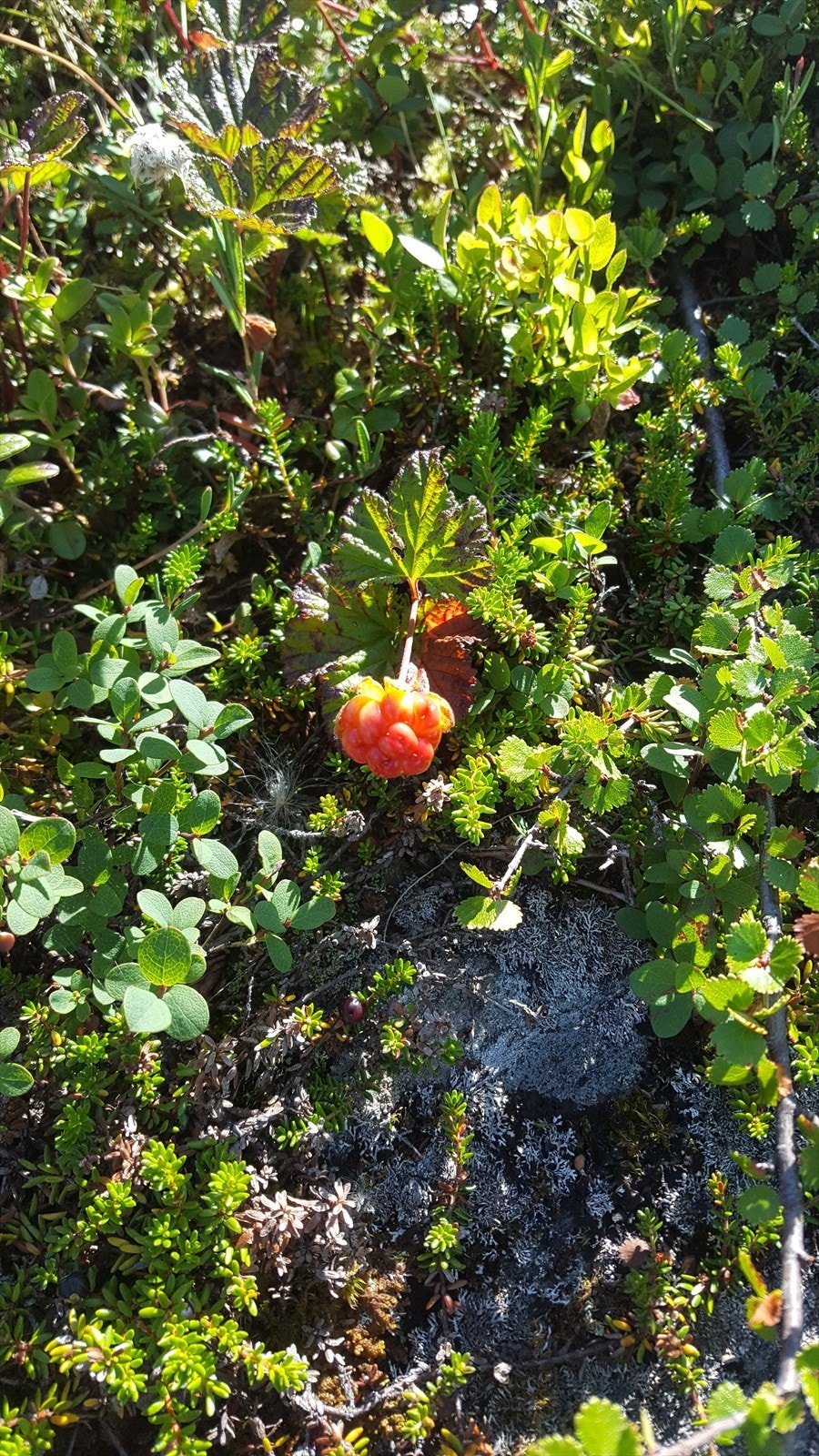 Det er mulighet for å plukke blåbær, villbringebær, tyttebær og molte på turene i nærheten. Galleribilde