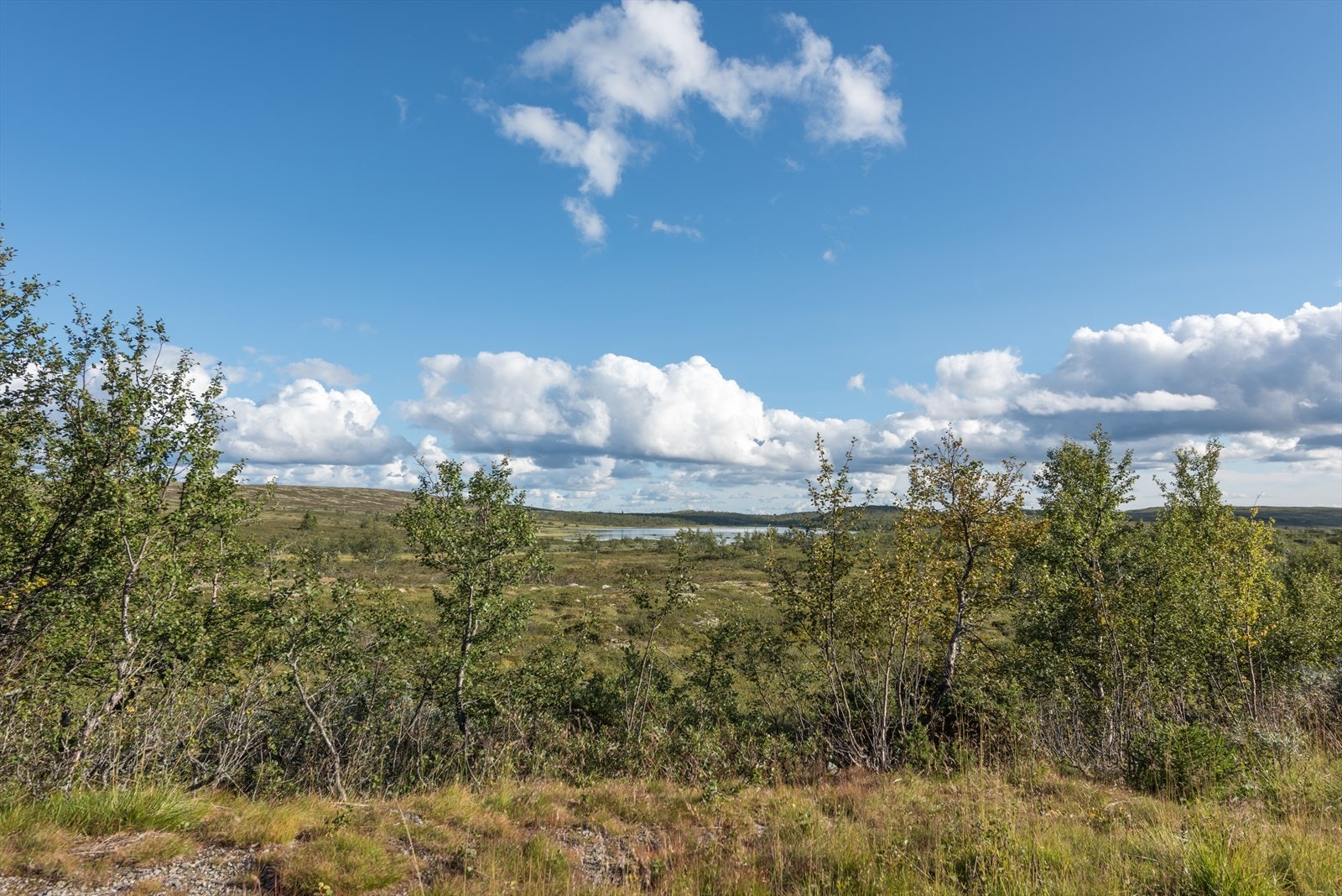 Flott område, både sommer som vinter. Galleribilde