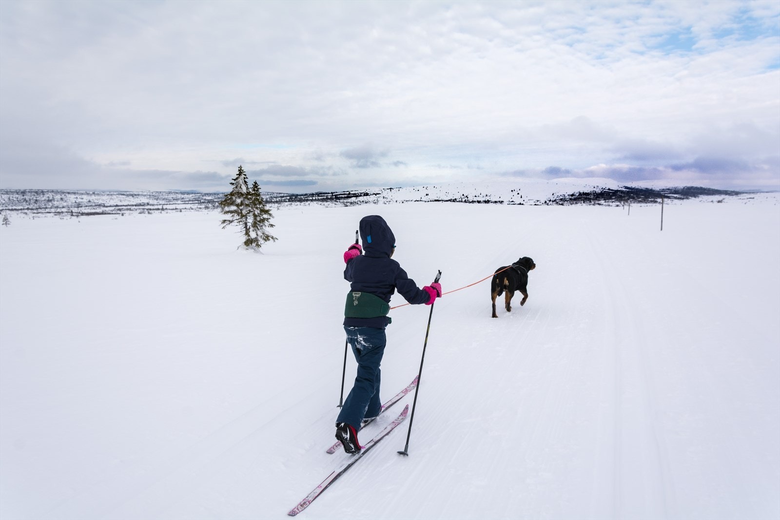 Milevis med skiterreng. Galleribilde