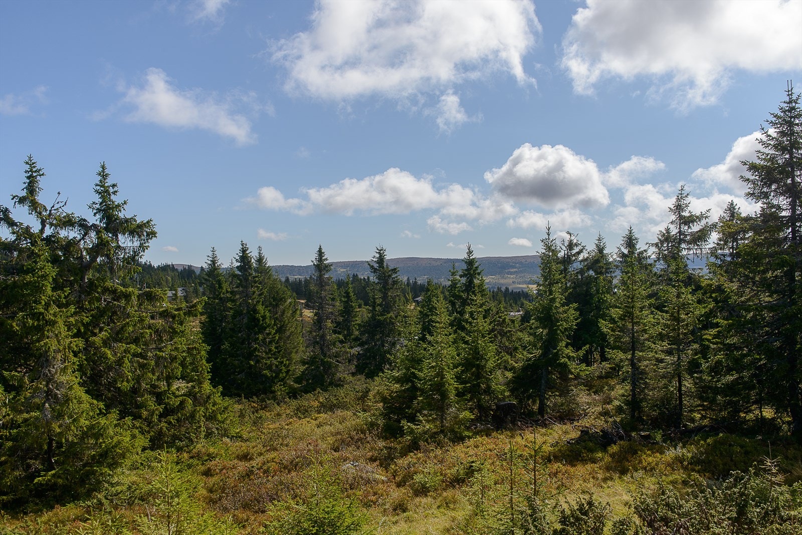 Fritt og fint utenfor hytta. Svakt hellende terreng. Barnevennlig. Galleribilde