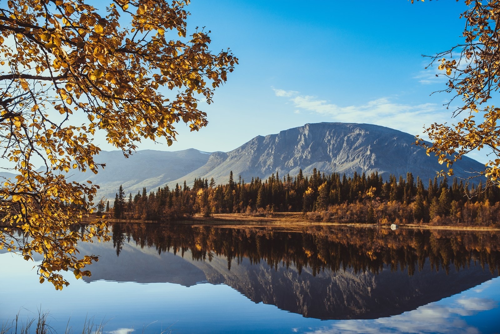 Område, høst. Skogshorn. Foto: Panda Zygimantas Galleribilde