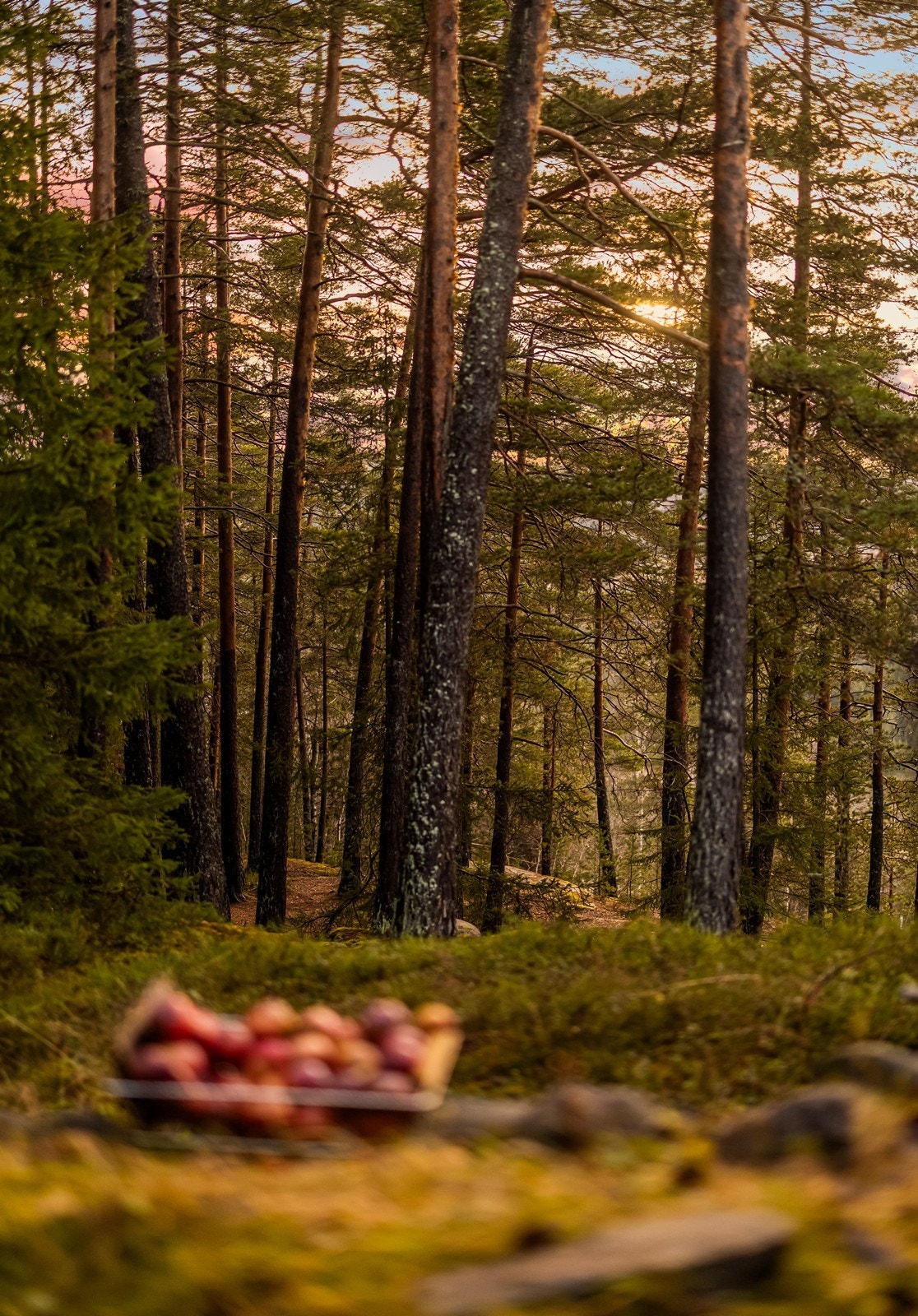 Eiendommen har umiddelbar nærhet til skog og mark. Galleribilde