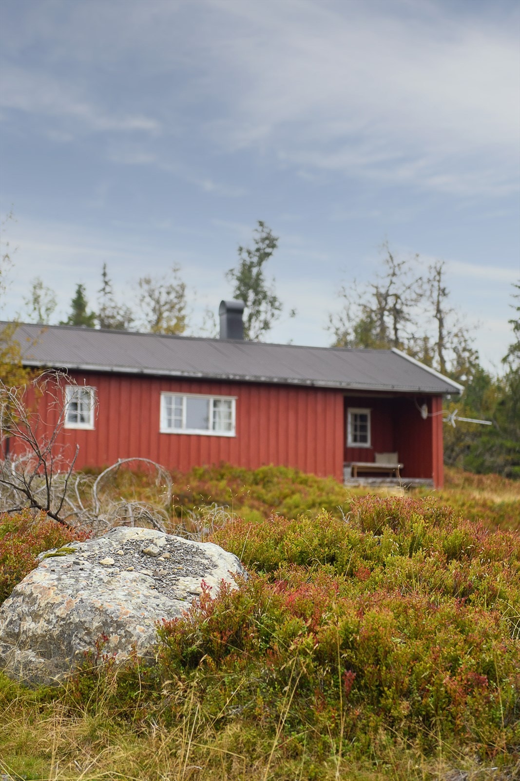 Naturtomt rundt hytta. Galleribilde