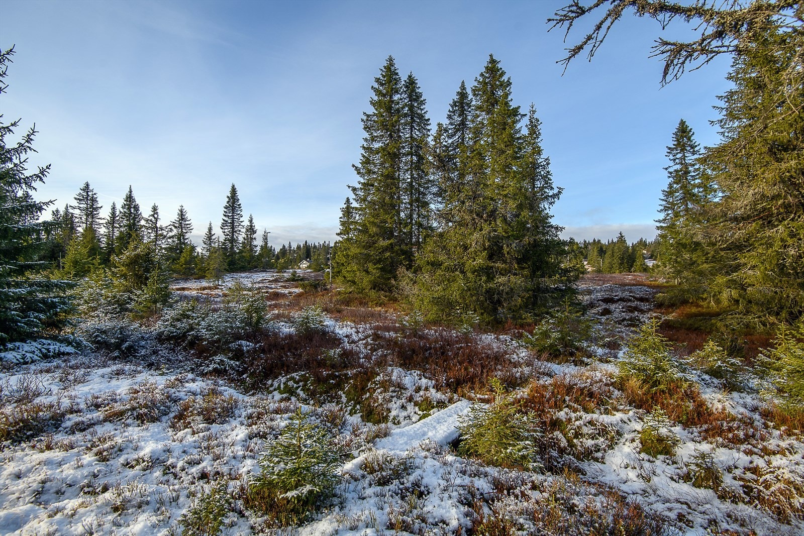 Lett skogsterreng rundt hytta. Galleribilde