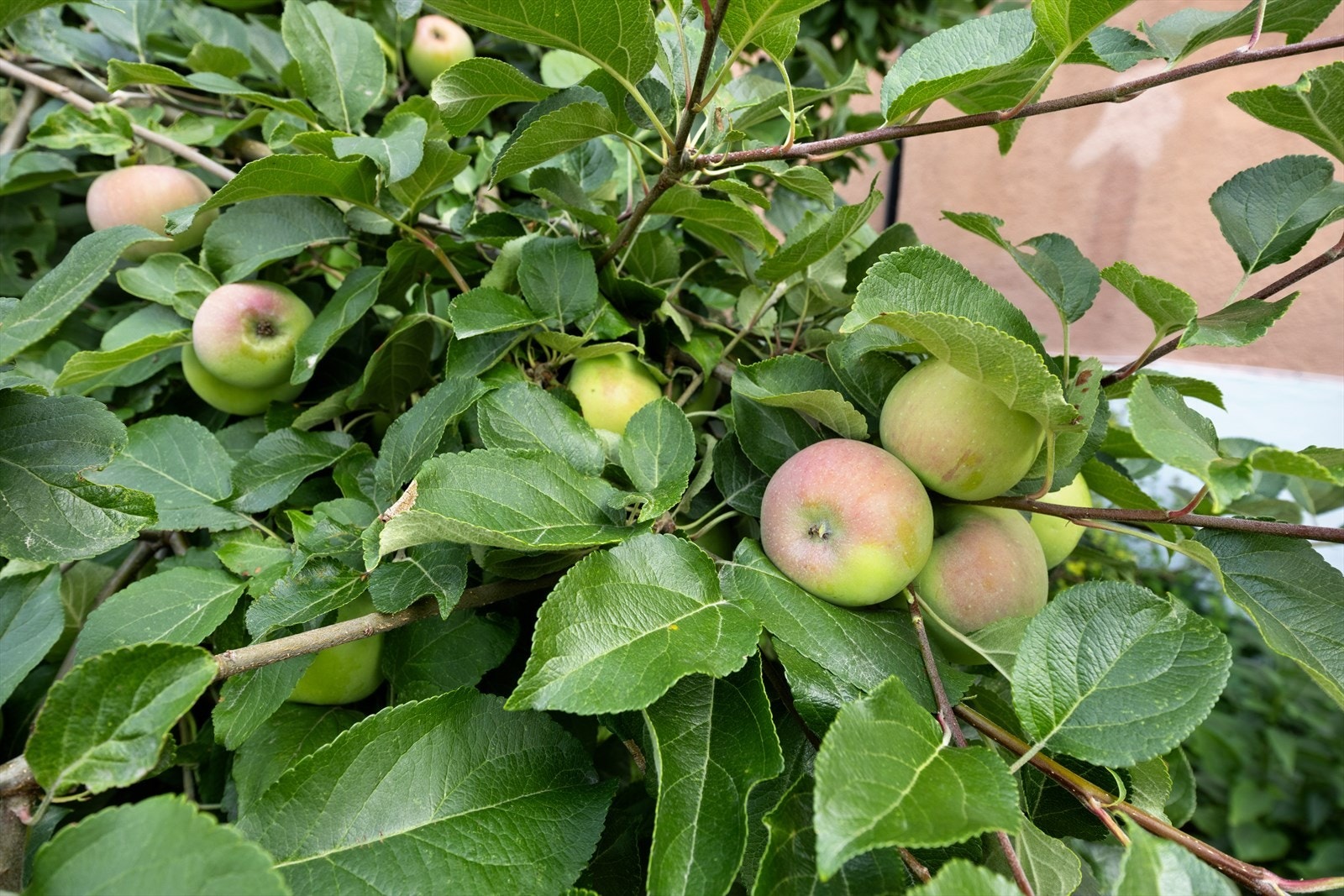 Her kan man plukke epler i egen hage Galleribilde