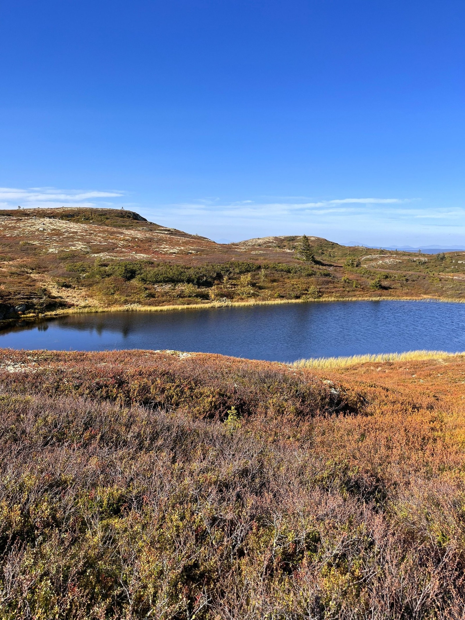 Høst - Makalaus Galleribilde