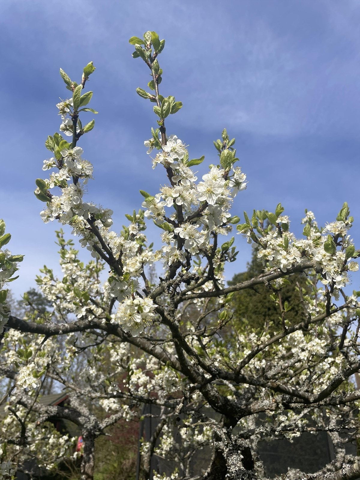 Selgers private bilde. Galleribilde