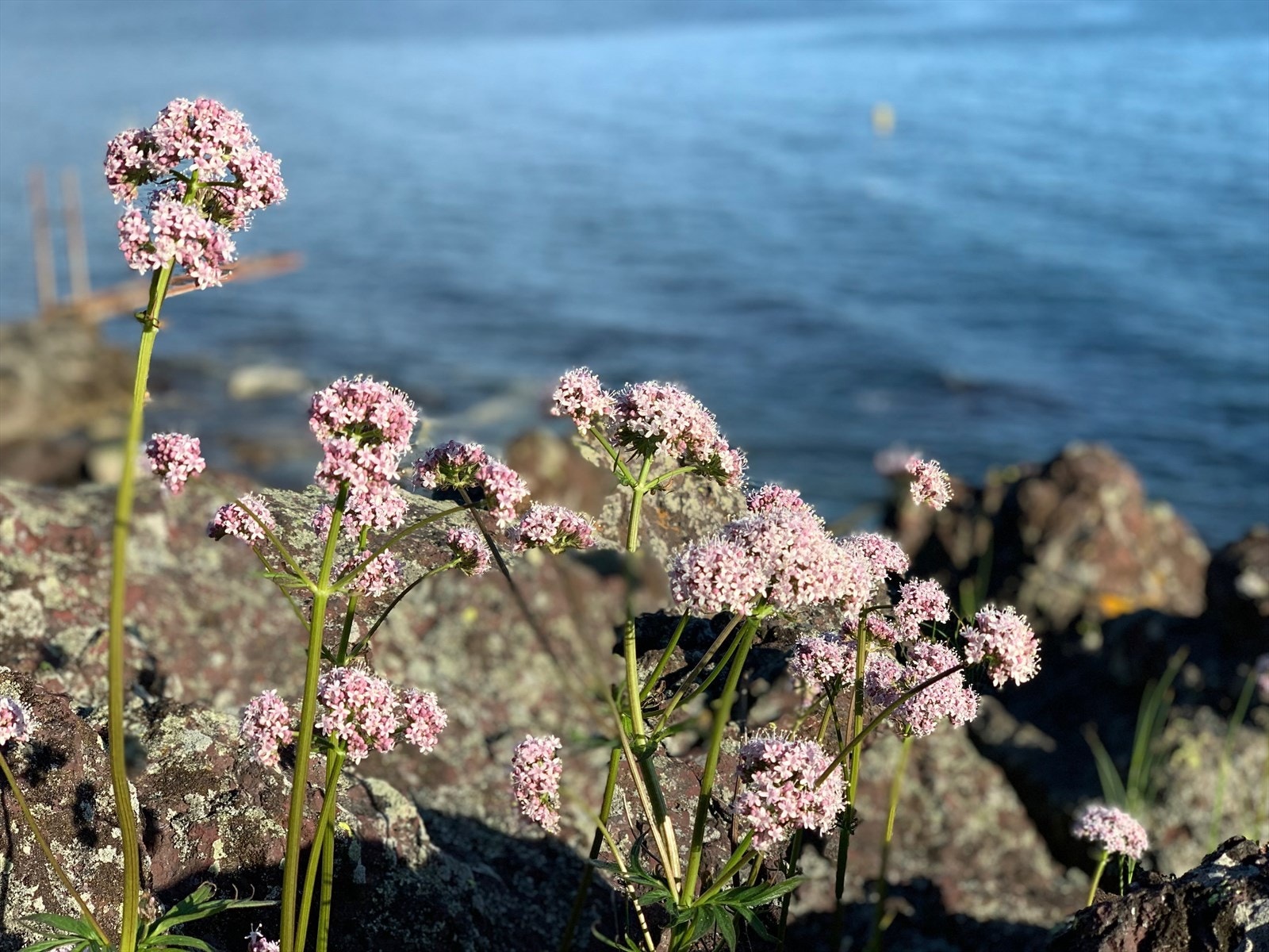 Selgers private bilde. Galleribilde