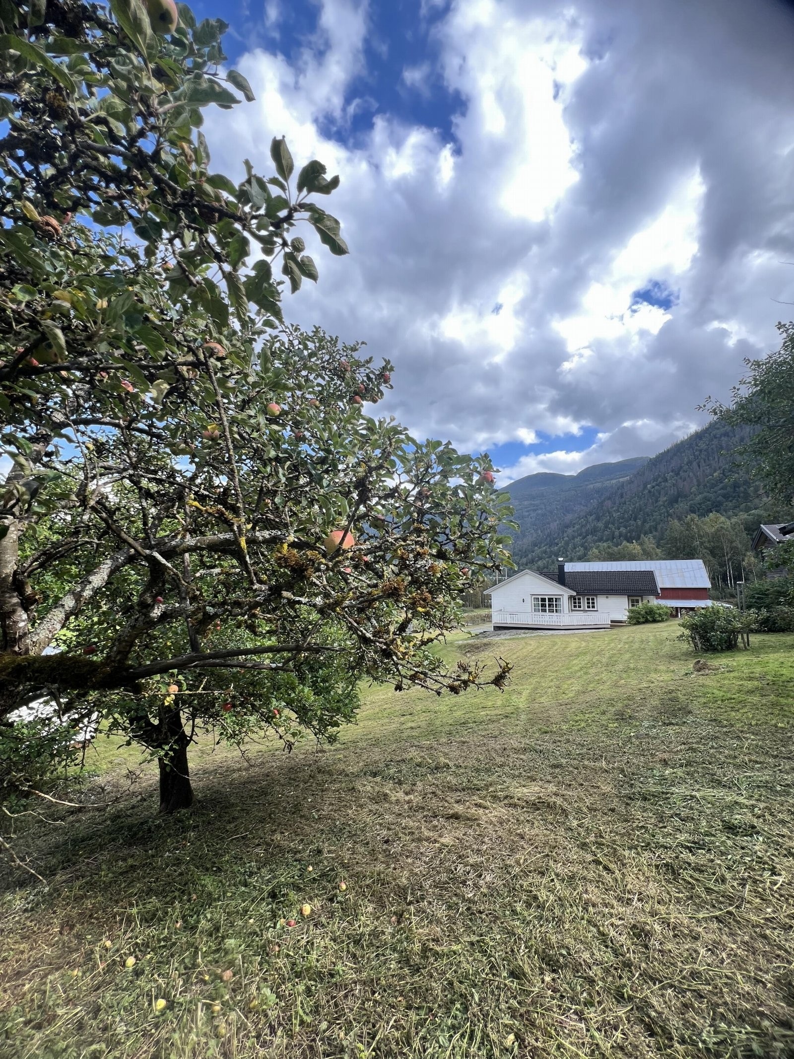 Selgers egne sommerbilder Galleribilde