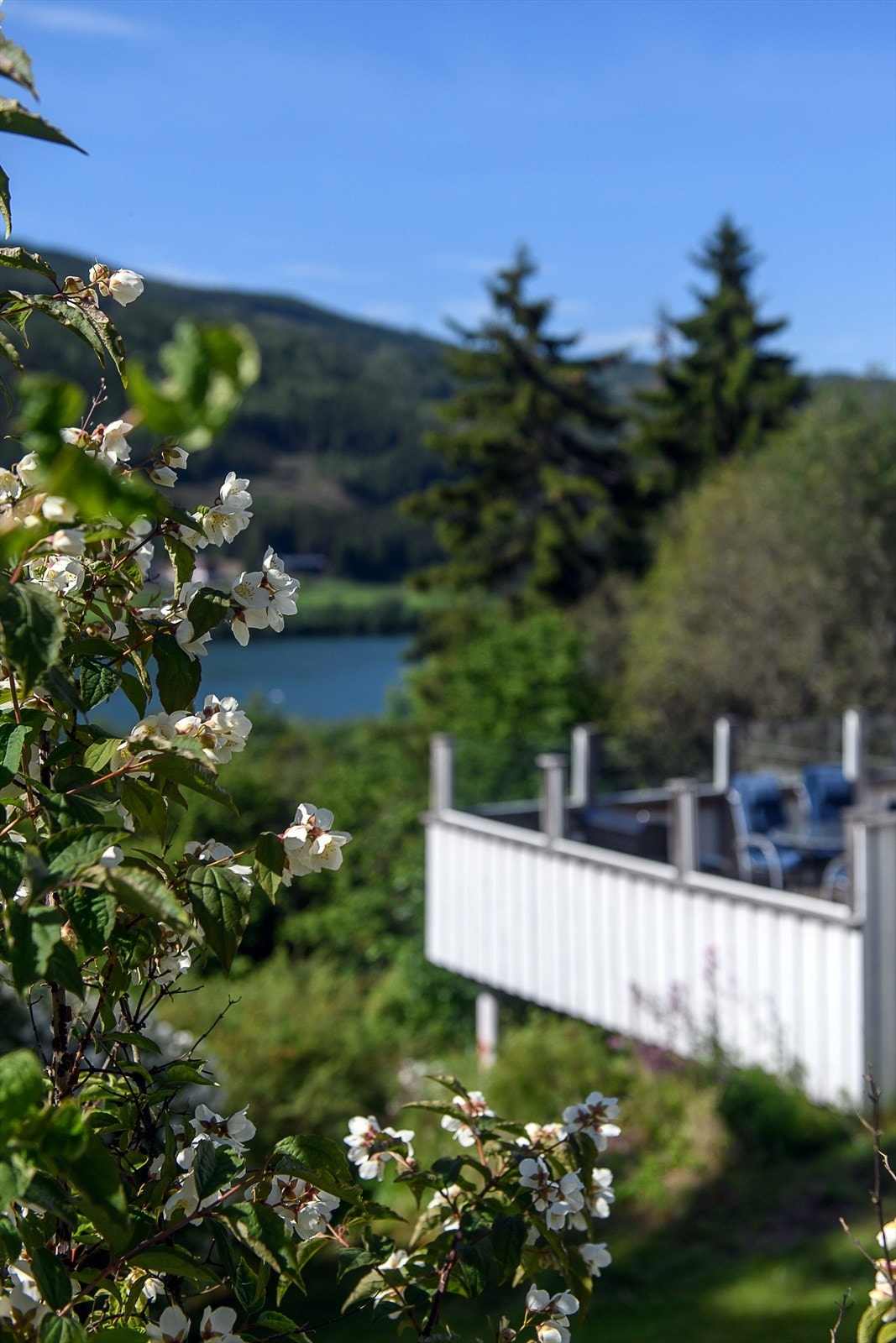 Eiendommen har fine grøntarealer, spredte busker og trær. Galleribilde