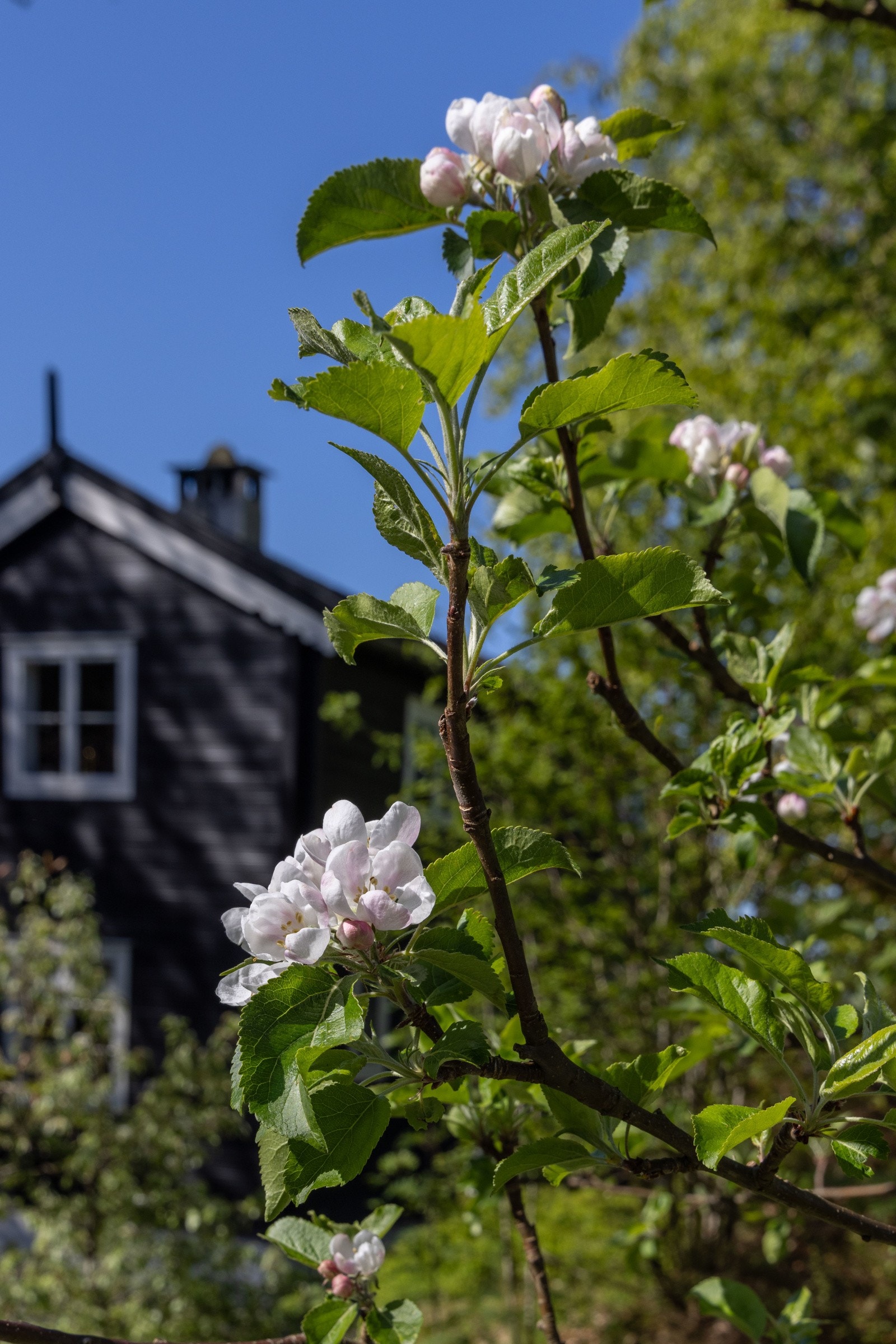I en hage med en rik fauna finner man et rikt utvalg av planter, trær, busker, stauder, hekker, dammer og en bekk. Galleribilde