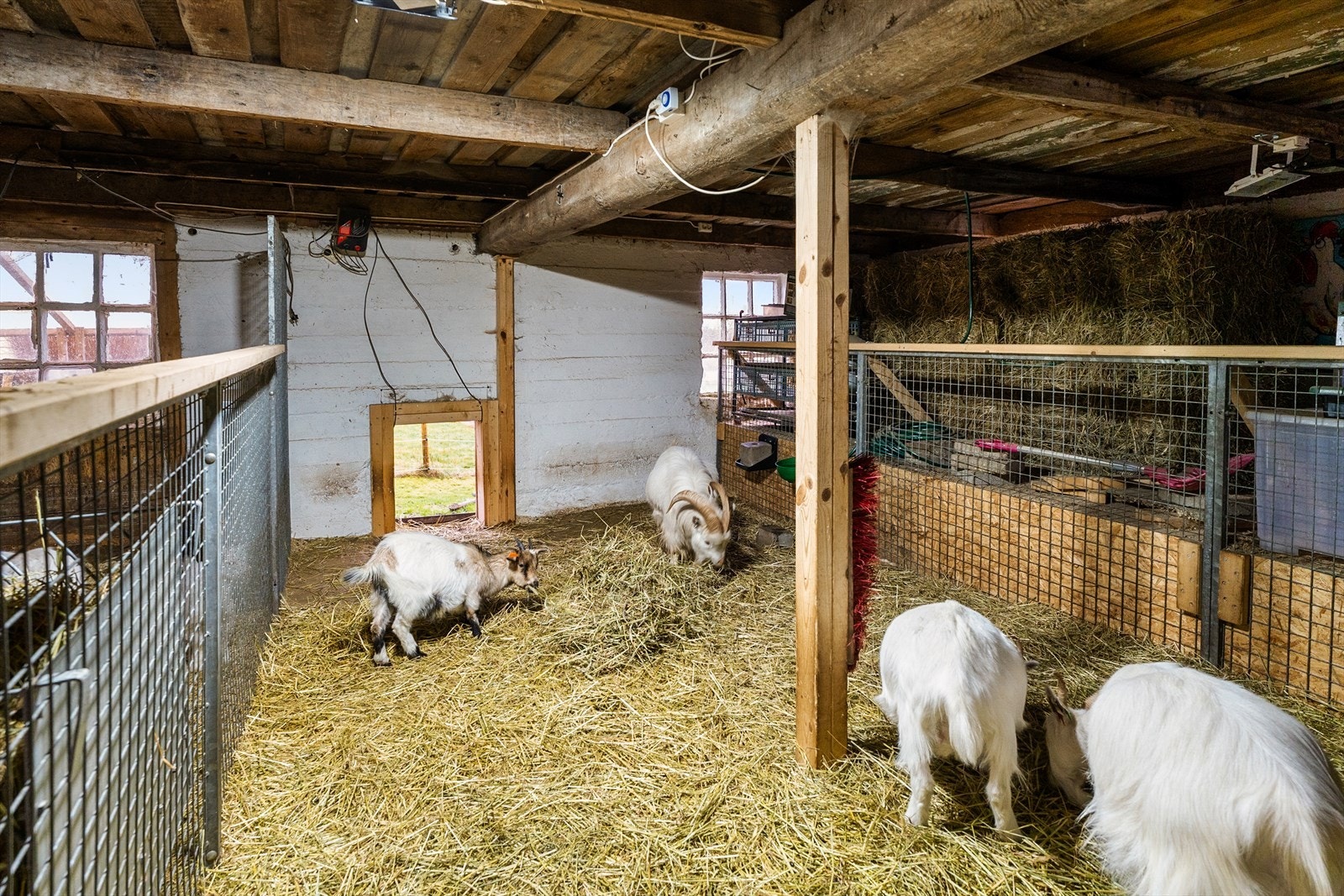 Fjøsdel som i dag benyttes til geiter. Galleribilde