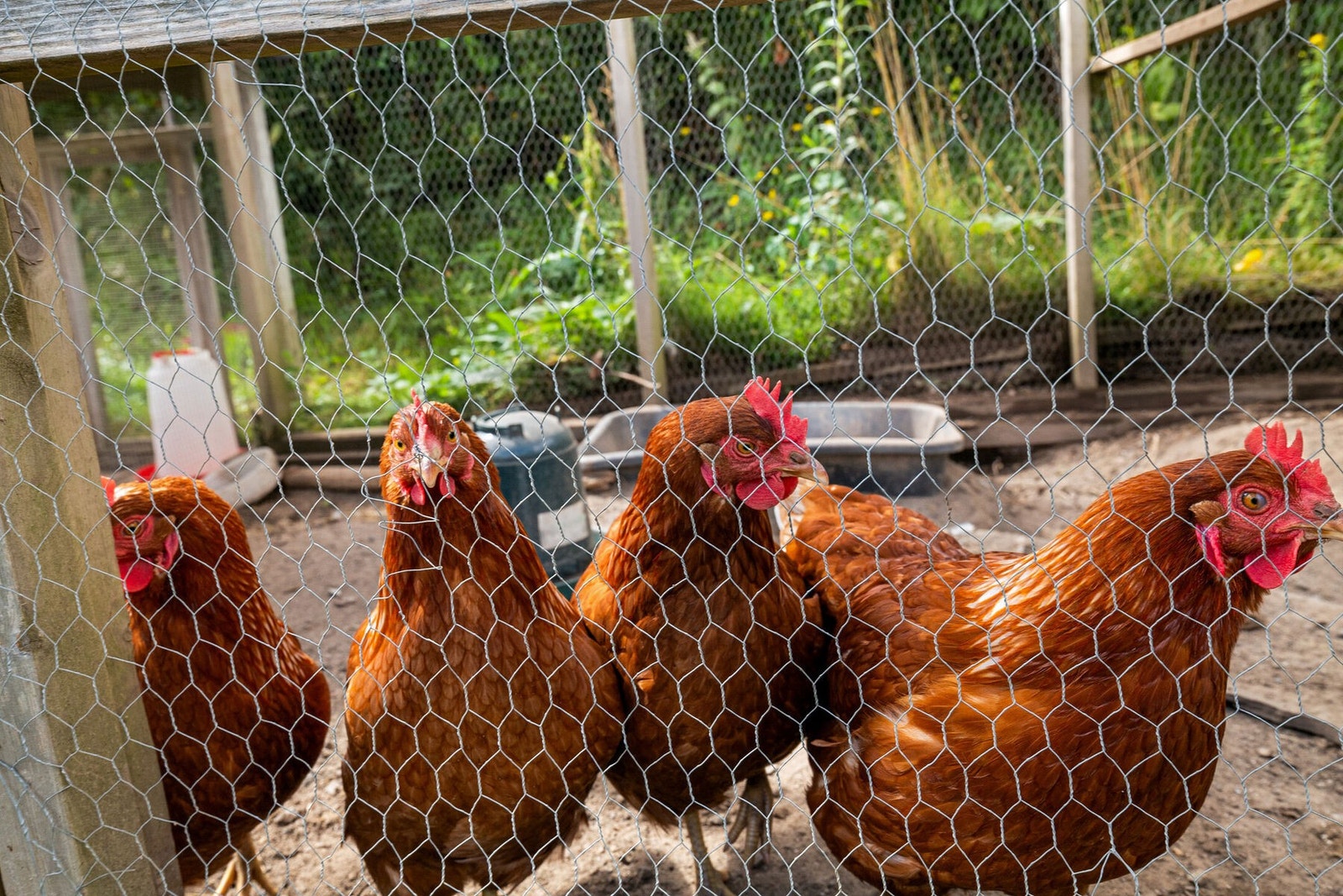 Gøy for barna med høner på tunet! Galleribilde